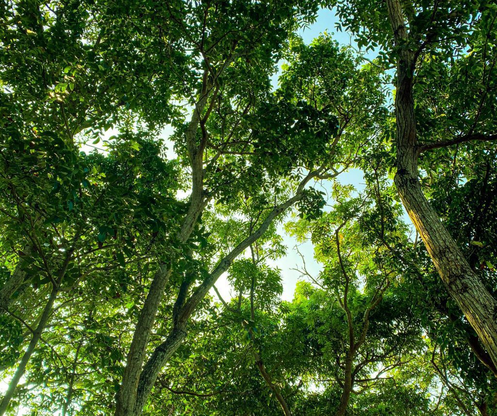 Click here to watch last Sunday's webinar on Indigenous Medicine and Immunity Enhancing Medicinal Plants of Sri Lanka.